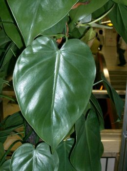 Philodendron